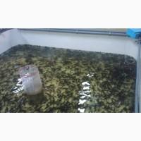 Продаж осетрових риб для зариблення, рибництва, ресторанів та інших зацікавлених