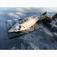 Продаж осетрових риб для зариблення, рибництва, ресторанів та інших зацікавлених