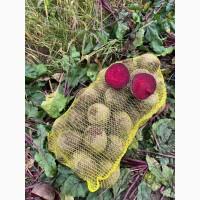 Продам буряк сорт Cardeal F1