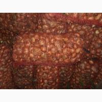 Продам лук штутгарт на перо