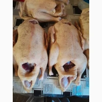 Качки домашні продам