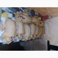 Качки домашні продам