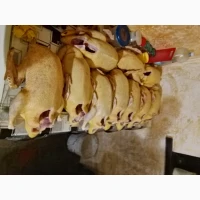 Качки домашні продам