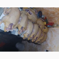 Качки домашні продам