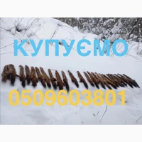 Купимо купуємо куплю шкіри куниці шкури куниць продати шкіри ДОРОГО