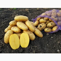 Насіннєва картопля Гранада 1-2 репродукція, Житомирська область, опт