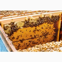 Продам бджолопакети