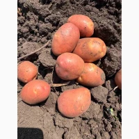 Продам картоплю різних сортів. Копаємо до 5-ти тон в день