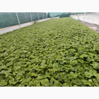 Продам касетні саджанці полуниці