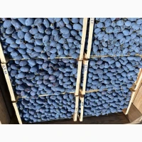 Продам сливу Стенлей 150 тонн