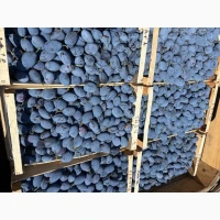 Продам сливу Стенлей 150 тонн