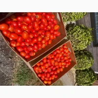 Продам помідор сливка