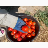 Продам помідор сливка