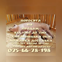 Поросята породисті м#039;ясні сальні