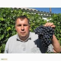 Купити високоякісні саджанці винограду