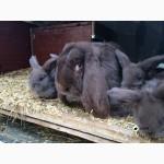 Французский баран (Гавана)