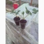 Продам саженцы клубники в стаканах. Полтава