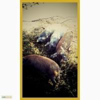 Мангалица 4міс