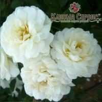 Свженцы р03 Р03у Sec Focm (Си Ф0вм)