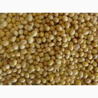 Насіння сої Apollo, Американський сорт під Раундап