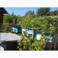 Спрей для ротової порожнини