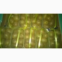 Продаем киви в корзинке оптом, мелким оптом