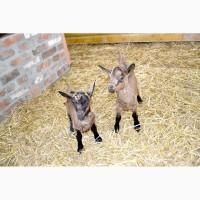 Племенной молодняк коз Альпийской породы. Рождение - ноябрь-декабрь 2018 года