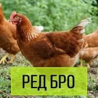 Інкубаційні Яйця. М#039;ясо-яєчний крос РедБро з Угорщини. Вихід від 80% ціна 13 грн