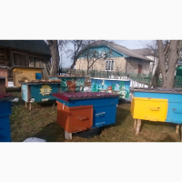 Продам бджолосімї з вуликами
