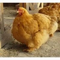 Продам цыплят:Брамы, Кохинхины, Орпингтоны =50 гривен шт. Днепрпетровск