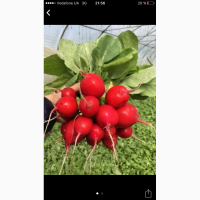 Продам Редис от Производителя
