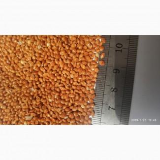 Семена просо красное ультрараннее Полтавское золотистое. 1 репродукция