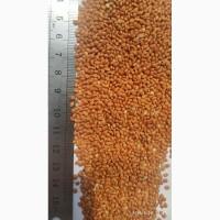 Семена просо красное ультрараннее Полтавское золотистое. 1 репродукция