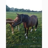 Продам кобилу