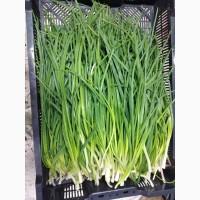Продам зелену цибулю
