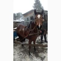 Продам кобилу
