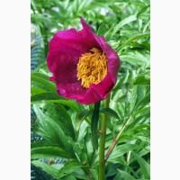 Настойка Марьин корень, 140грн/110мл