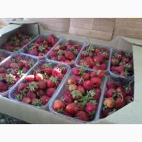 Продам клубнику свежую сочную