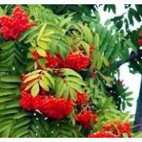 Куплю горобину червону (рябина)