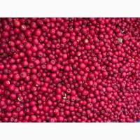 Закуповуємо Шипшину, Глід(Бояришнік), Терен, Бузину