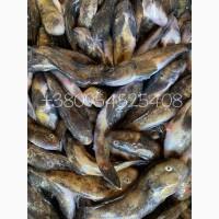 Продам Черноморский бычок ОПТ