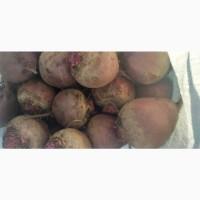 Продам буряк середнього та великого розміру