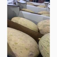Продам дыню узбецкая