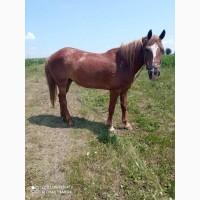 Продам кобилу, 7 років