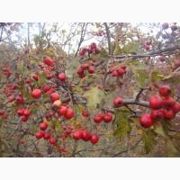 Плоди(ягода) Глоду (Глід-Боярка-CRATAEGI FRUCTUS)