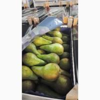Продам грушу в Польше