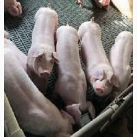 Поросята зі свинокомплексу (тільки гуртовий продаж)