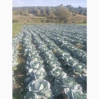 Продам капусту АААгресор вага від 1.5до3кг