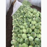 Продам капусту Агресор