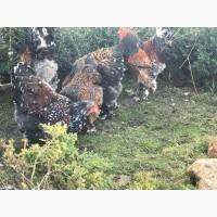 Інкубаційне яйце. Курчата, Брама срібло, фарфоровий